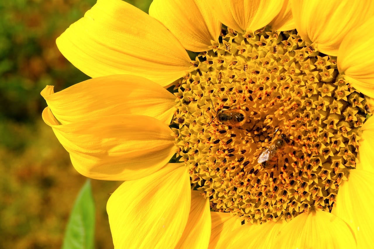The Tireless Work of Bees: How They Produce Honey