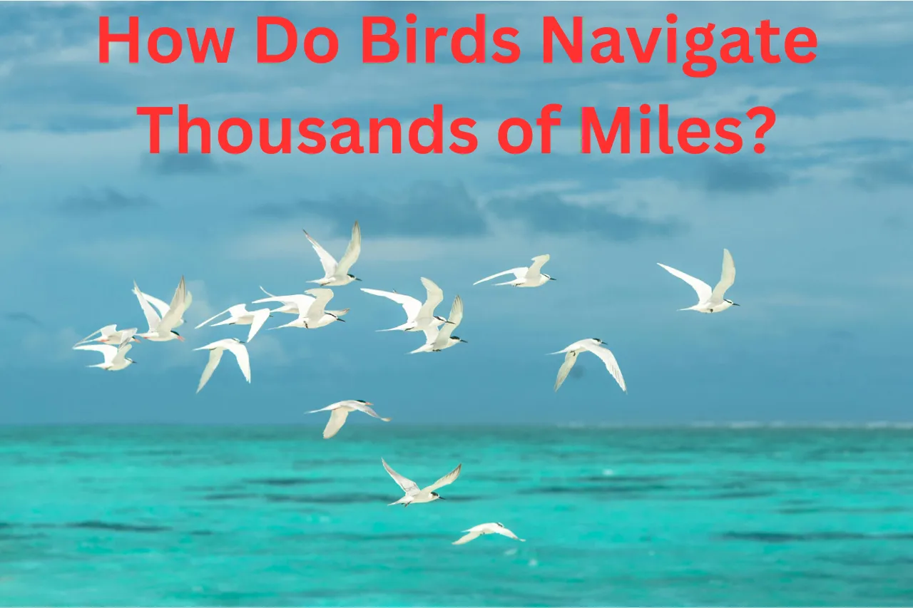 The Mystery of Animal Migration