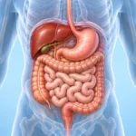 20 Amazing Facts About the Digestive System (How Digestion Really Works)