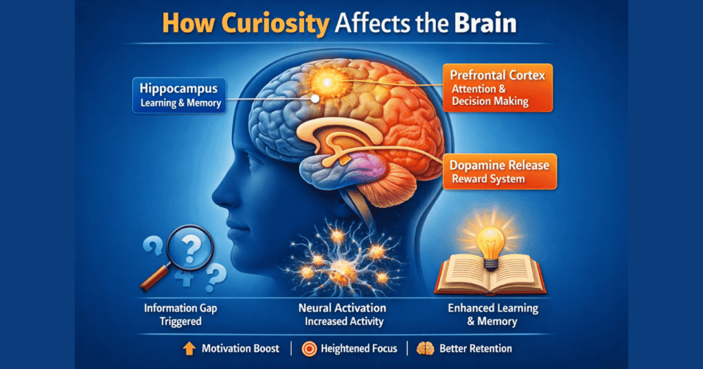 curiosity and the brain showing dopamine activation and memory enhancement
