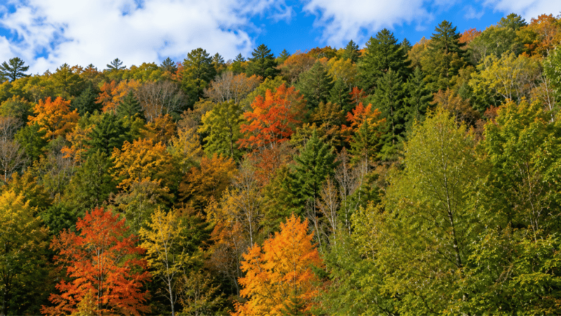 A mixed forest where why do leaves change color timing is disrupted by warmer autumn nights with some trees still green while others have already changed
