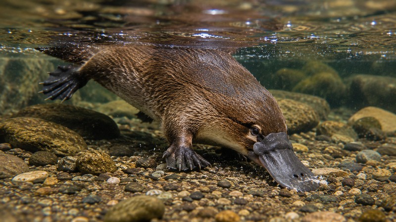 A platypus foraging along a riverbed, illustrating the extraordinary feeding rate of up to 20 percent of body weight 