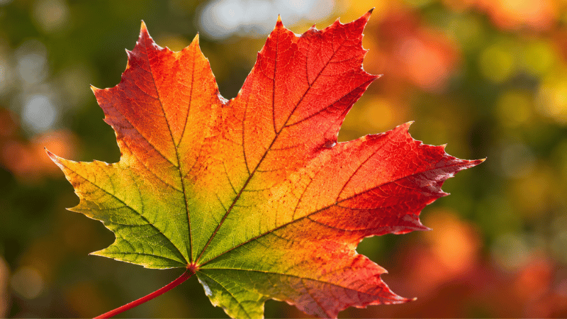 A single autumn leaf showing the four pigments responsible for fall color green chlorophyll fading from the base while orange carotenoids and red anthocyanins become visible at the tips