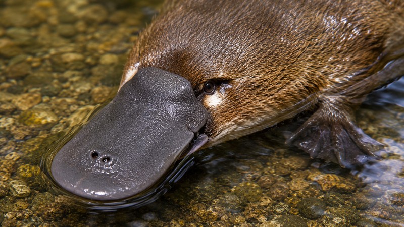 Close-up of platypus bill containing 40,000 electroreceptors