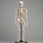 How Many Bones Are in the Human Body? The Full Answer