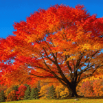 Why Do Leaves Change Color? The Science Behind Fall Foliage