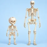 How Many Bones Are Babies Born With? (And Why Adults Have 206)