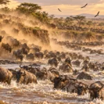 15 Examples of Migratory Animals (and How Far They Travel)